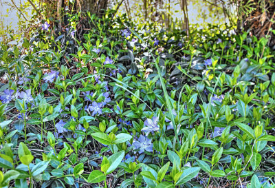 Vinca minor under arborvitae April 2017