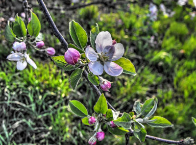 Apple Blossom April 2017