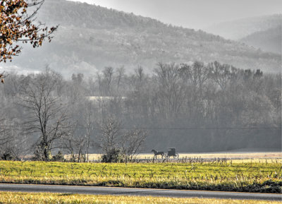 Horse'n buggy Across the View