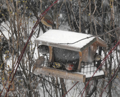mid-march bird feeder