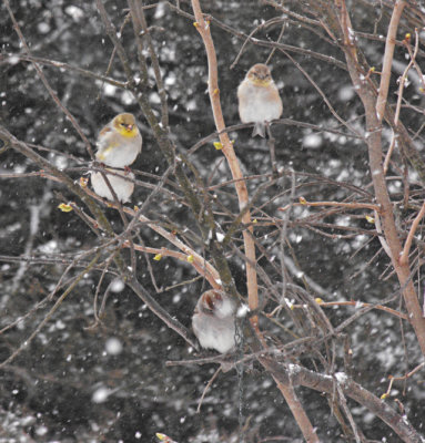 fluffy finches