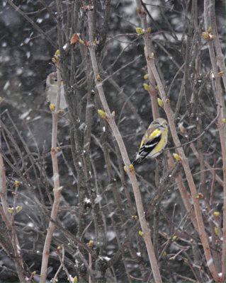 american goldfinch pair