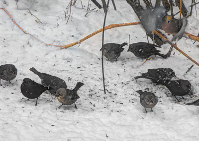 cowbirds, mourning dove in flight