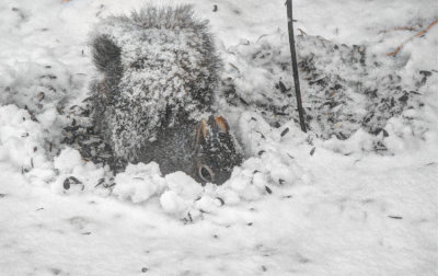 snow plowing squirrel
