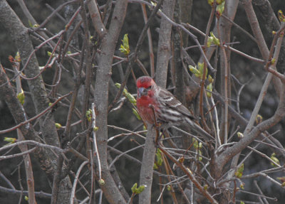 rosy finch, male