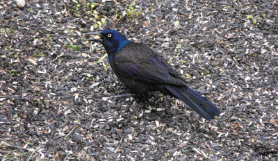 common grackle, male