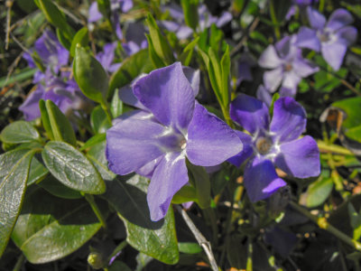 vinca minor