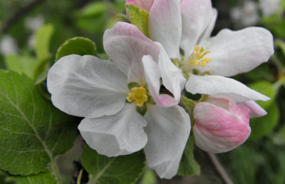 blossom, crab apple