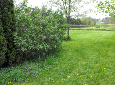 purple lilac, flowering crab, vinca