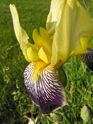 Iris variegata 'Loreley'