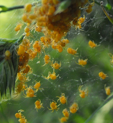 cropped baby spiders