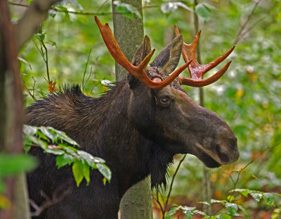 Moose, Young Male