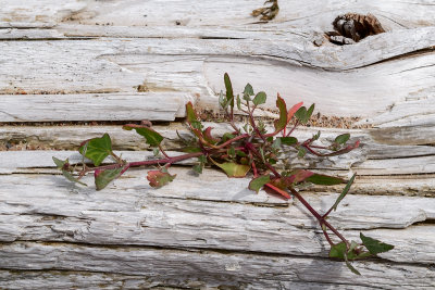 Beach Plant