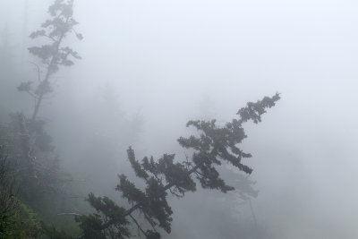 Fundy Fog Trees