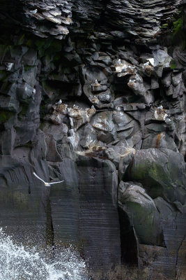 Hellnar Bird Cave
