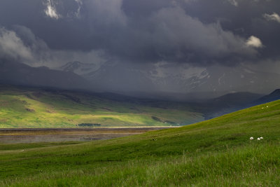 Sheep and Storm