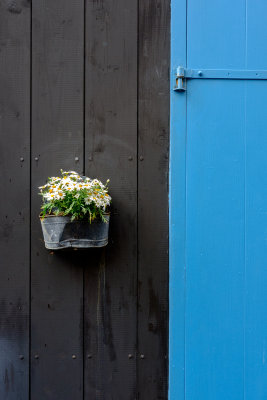 Trshavn Daisies