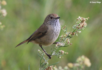 6457- Thornbill