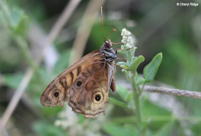 1895-butterfly.jpg