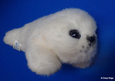 Seaworld baby seal