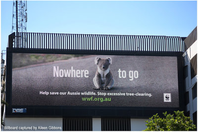 WWF Digital billboard - koala image supplied
