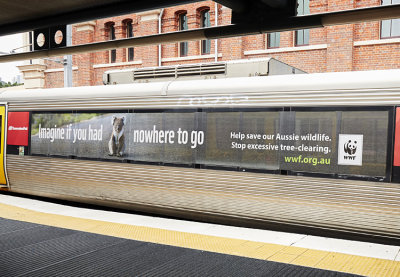 WWF train ad - koala image supplied