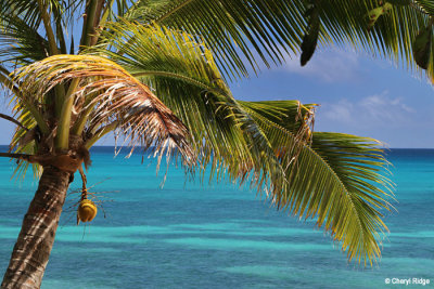 7035-dravuni-island.jpg