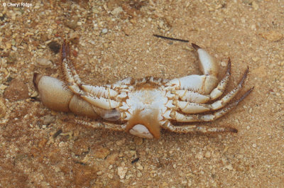 3499-vavau-tonga.jpg