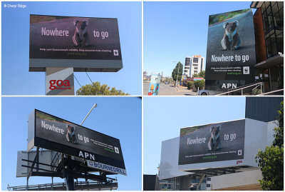WWF Digital billboards - koala image supplied