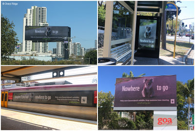 WWF Digital billboards and train ads - koala image supplied