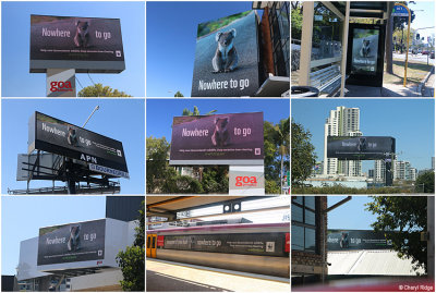 My koala image on billboards around Brisbane