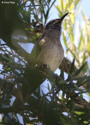 4124-honeyeater.jpg