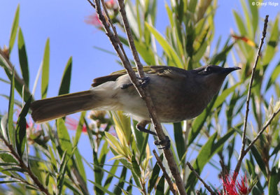 4125-honeyeater.jpg