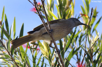 4126-honeyeater.jpg