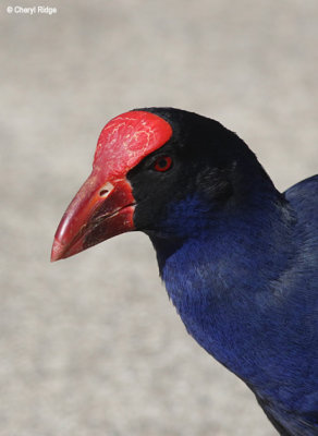 4132-swamphen.jpg