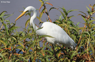 4163-egret.jpg