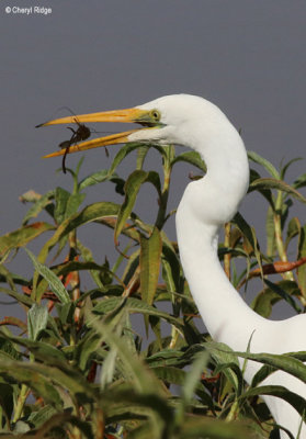 4165-egret.jpg