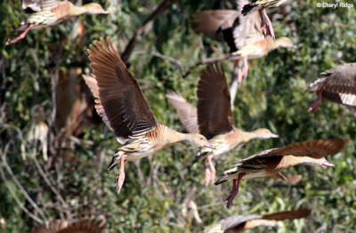 4172-whistling-ducks.jpg