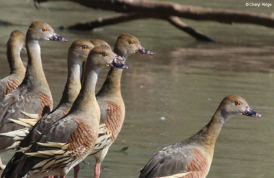 4176-whistling-ducks.jpg