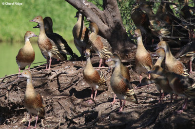 4179-whistling-ducks.jpg