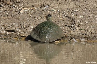 4183-turtle.jpg