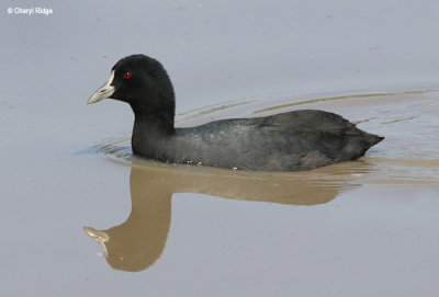 4199-coot.jpg