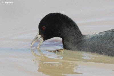 4200-coot.jpg