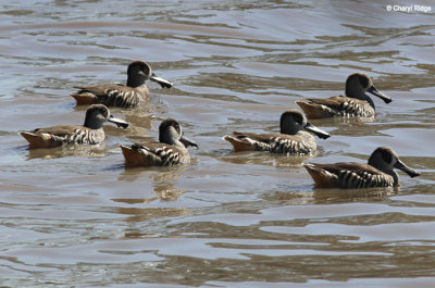 4324-pink-eared-ducks.jpg