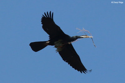 4343-darter.jpg