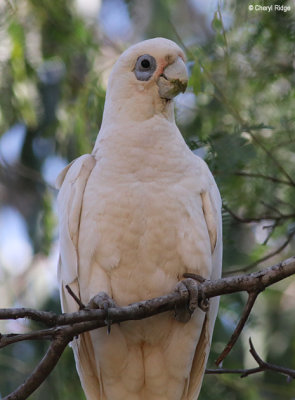 4658-corella.jpg