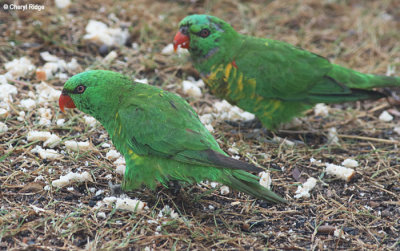 5811-lorikeet.jpg