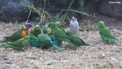 5824-lorikeets.jpg