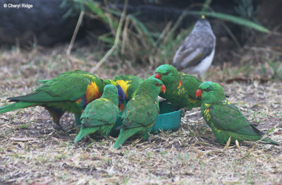 5835-lorikeets.jpg