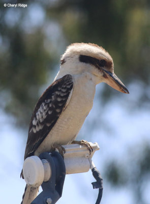 5838-kookaburra.jpg